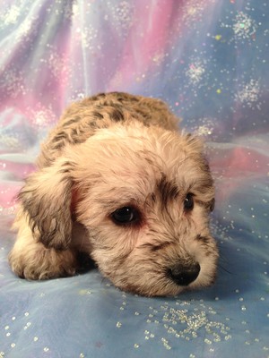Male Schnoodle Puppy for sale #6  Born February 20th 2013|Iowa, Minnesota, Wisconsin, and Illinois, are all within driving distance of Purebredpups 